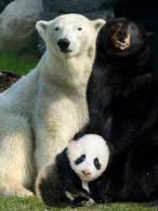 Din urșii aceștia se trage ursul panda - poza demo