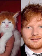 Pisica Ed Sheeran - poza demo