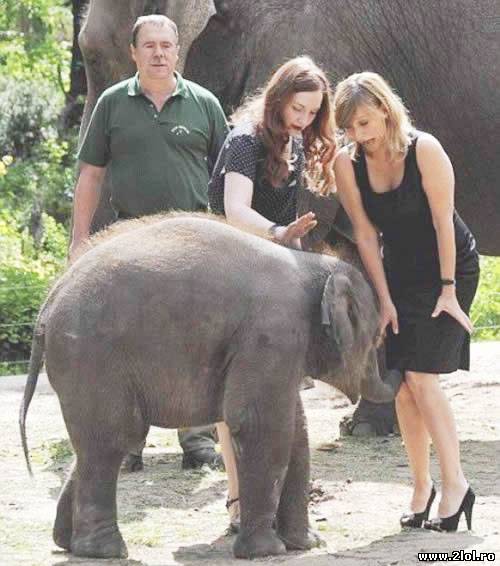 Elefantul știe ce vrea poze haioase