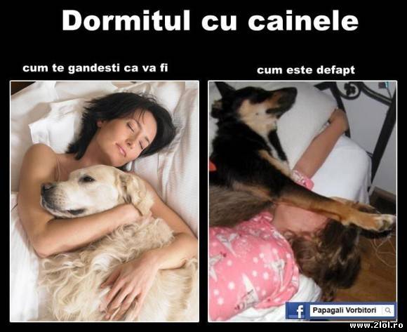 Cum este defapt dormitul cu câinele poze haioase