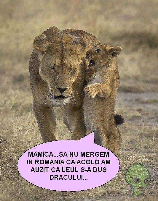 Leii nu vor în România poze haioase