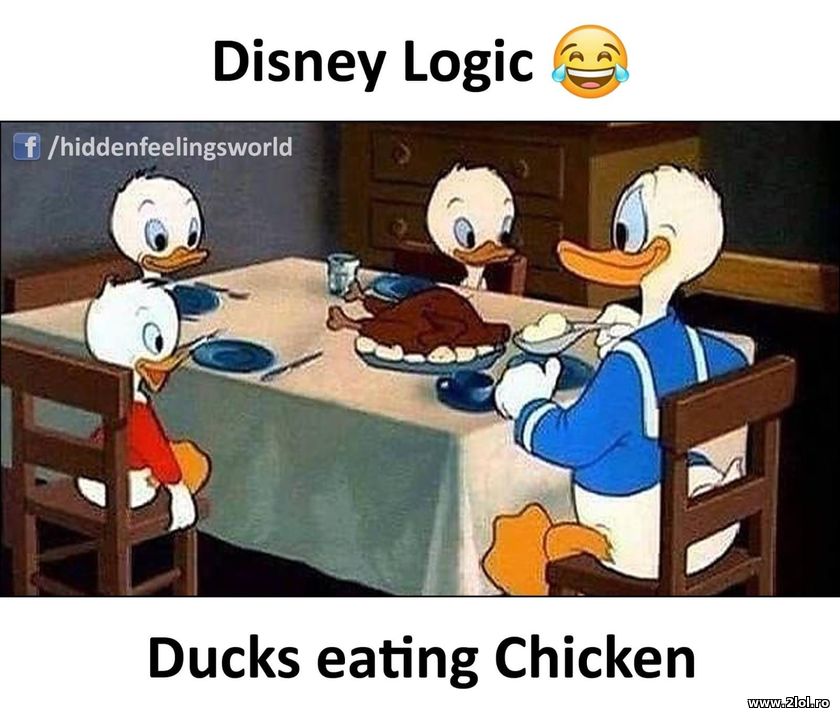 Ducks eating chicken | poze haioase