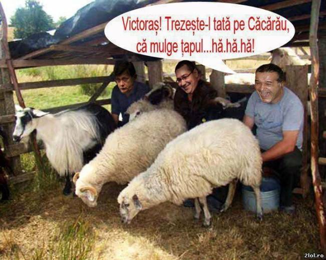 Gigi Becali, Ponta si Antonescu la muls de oi | poze haioase