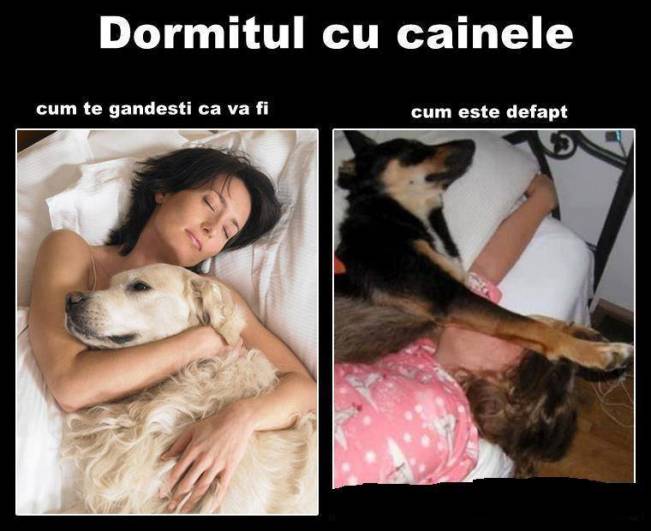 Când dormi cu câinele | poze haioase