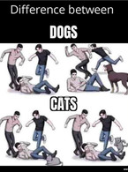 Difference between cats and dogs - poza demo