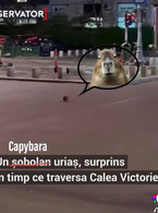 Un capybara surprins in Calea Victoriei - poza demo