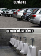 Ce vad eu ce vede cainele meu - poza demo