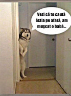 Vezi ca te cauta - poza demo