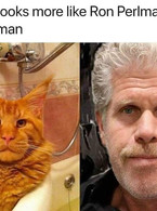 Cat like Ron Perlman - poza demo