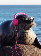 Seal with headphones and sunglasses - SpaceX Elon - poza demo