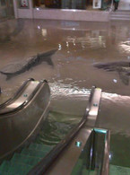 Au venit rechinii la mall - poza demo
