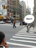 A confundat zebra - poza demo