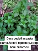Daca vedeti aceasta planta - poza demo