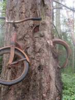 Când îți lași bicicleta lângă un copac - poza demo