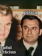 Pisica si bradul de Craciun - poza demo