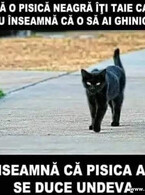 Daca o pisica neagra iti taie calea - poza demo