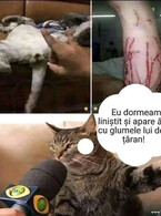 Eu dormeam linistit - poza demo