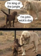 John Wick's dog - poza demo