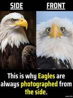 Why eagles are photographed from the side - poza demo