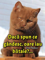 Daca spun ce gandesc - poza demo