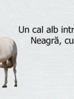 Un cal alb intră în Marea Neagră, cum iese? - poza demo