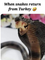When snakes return from Turkey - poza demo