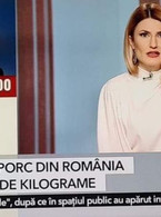 Cel mai mare porc din Romania - poza demo