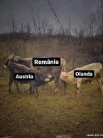 Romania, Austria si Olanda - poza demo