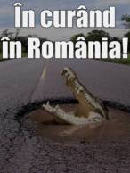 În curând vom avea crocodili în România - poza demo