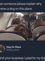 Why is a dog on a plane - poza demo