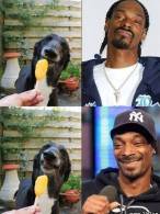 Seamănă cu Snoop Dog? - poza demo