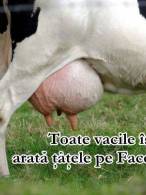 Toate vacile își arată țâțele pe facebook - poza demo