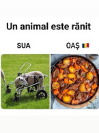 Un animal este ranit - SUA - Romania - poza demo