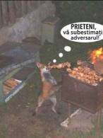 Atunci când subestimezi o vulpe - poza demo