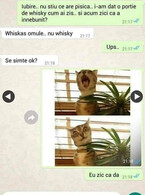 Whiskas - poza demo