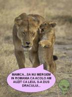 Leii nu vor în România - poza demo