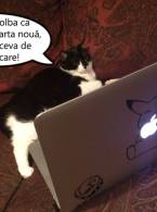 Când îți găsești pisica pe laptop - poza demo