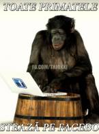 Toate primatele postează pe facebook - poza demo