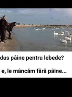 Ati adus paine pentru lebede? - poza demo