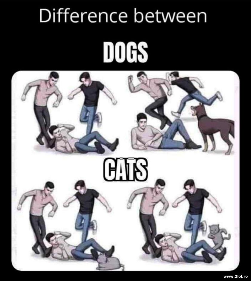 Difference between cats and dogs | poze haioase