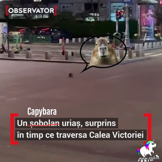 Un capybara surprins in Calea Victoriei