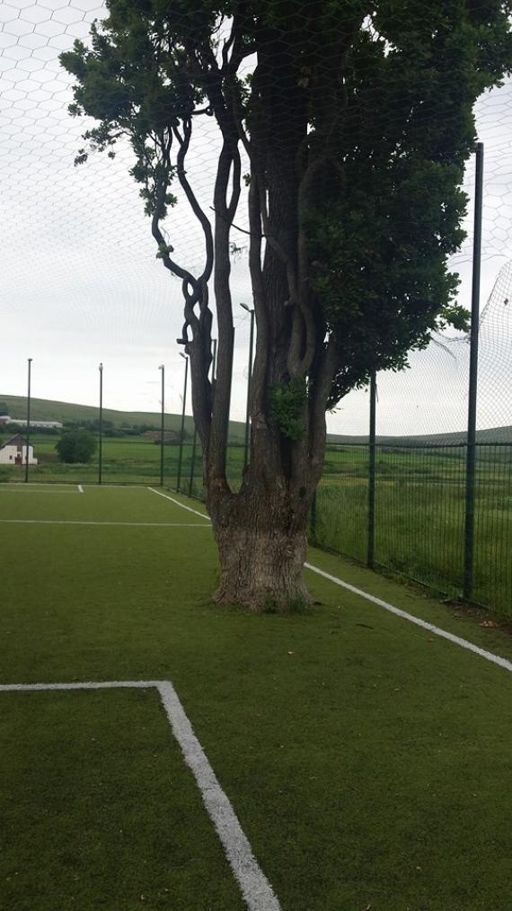 În Maramureş şi copacii joacă fotbal | poze haioase
