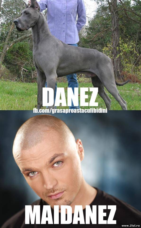 Câine danez vs Maidanez | poze haioase