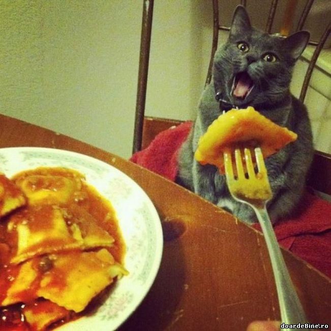 Pisicile, atunci când mănânci | poze haioase