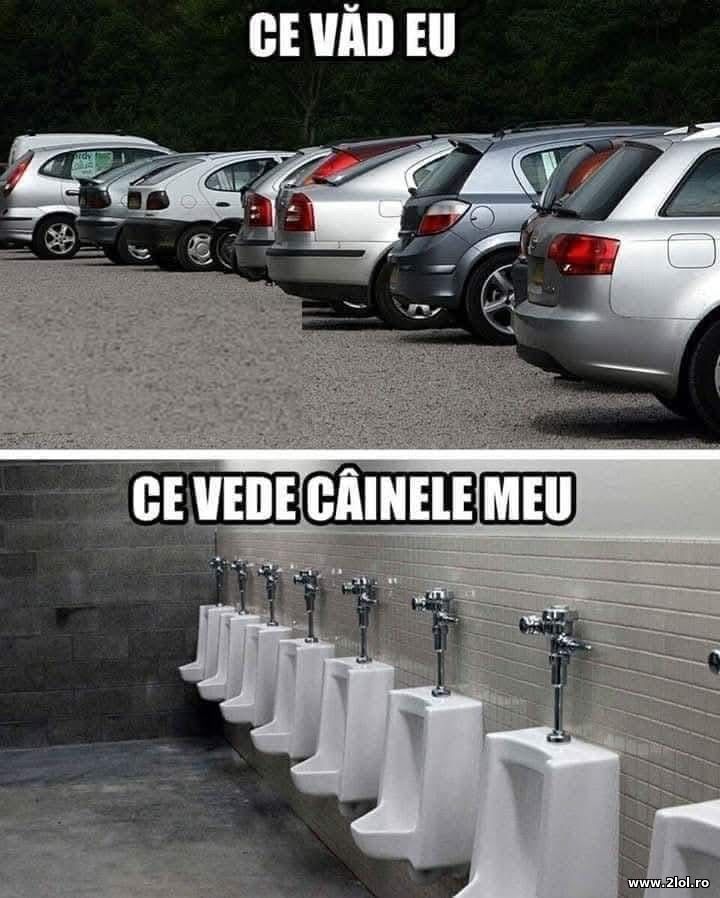 Ce vad eu ce vede cainele meu | poze haioase