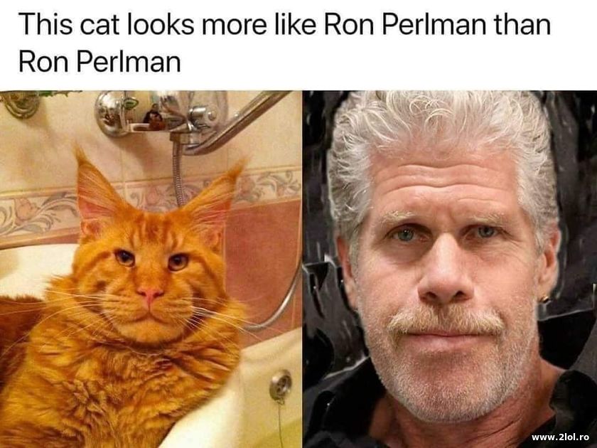 Cat like Ron Perlman | poze haioase