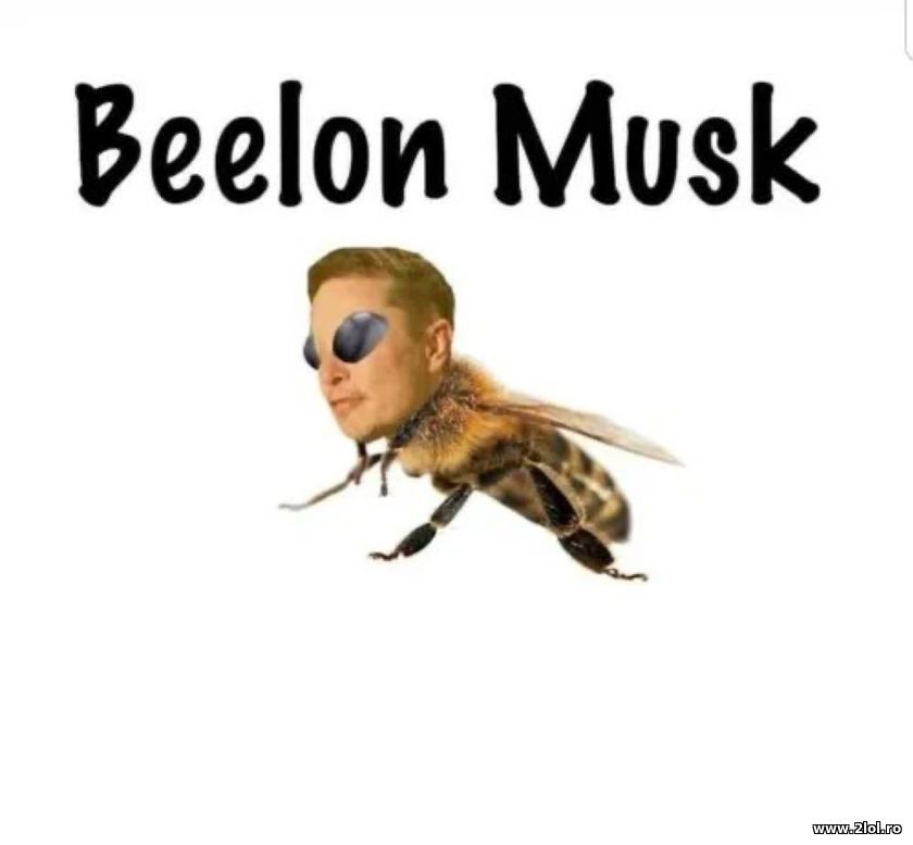 Beelon Musk | poze haioase