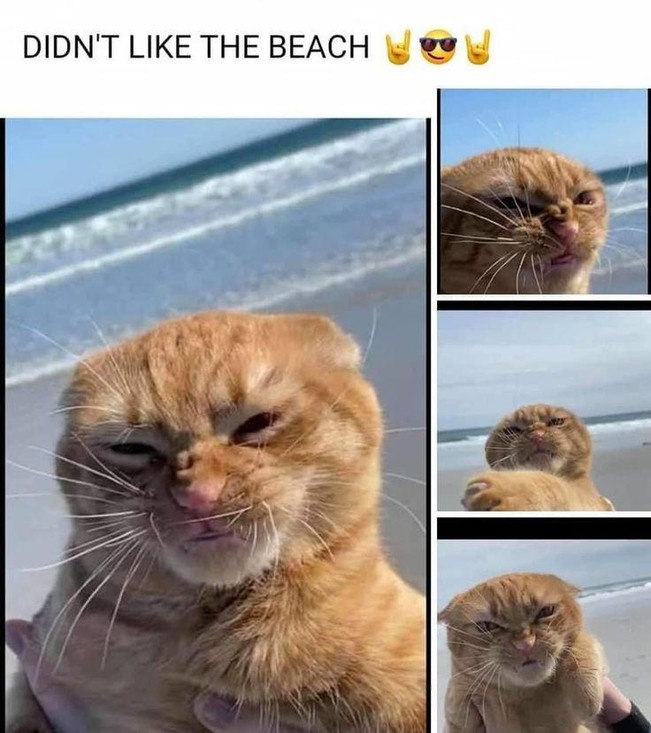 Nu ii place plaja | poze haioase