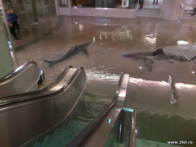 Au venit rechinii la mall poze haioase