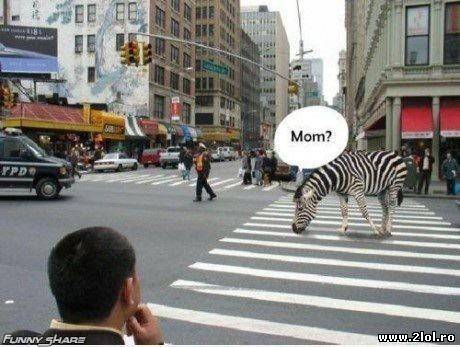 A confundat zebra poze haioase
